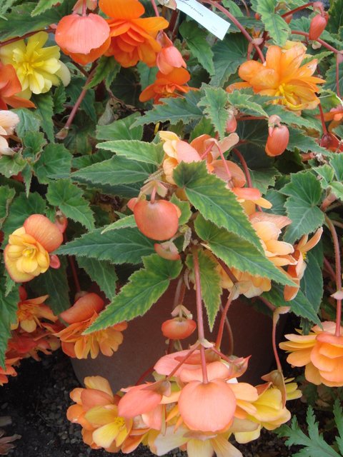Begonia tuberhybrida 'Illumination abricot'